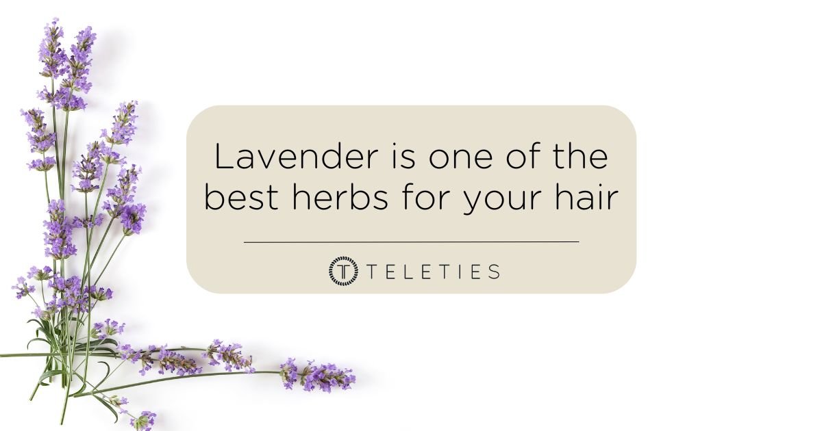 Lavender is a Top Herb for Hair and Scalp Health - TELETIES